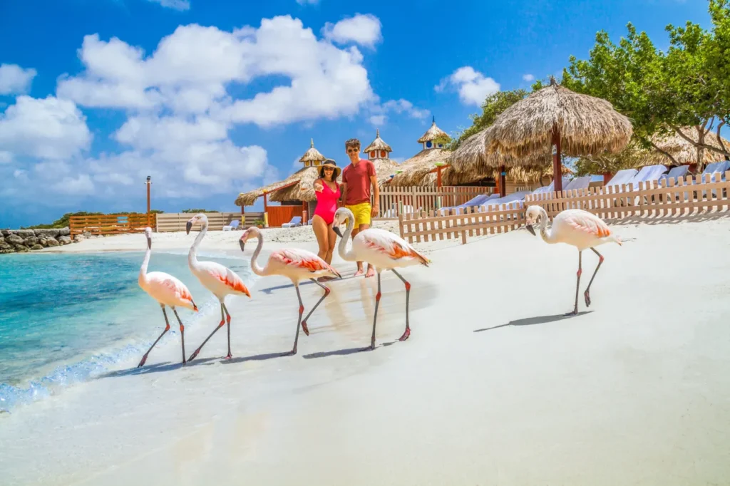 Flamingo Island