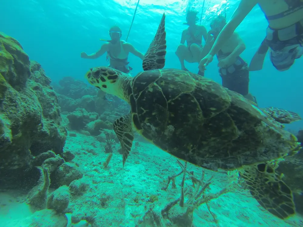 Snuba De Palm Island